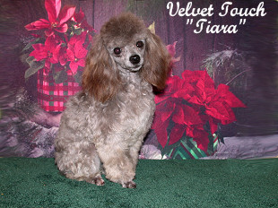 Tiara Teacup Poodle