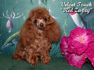 Red Hot Zazzy Teacup Poodle