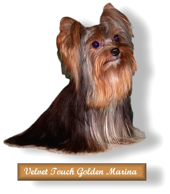 Teacup Yorkie Velvet Touch Marina