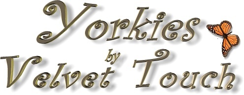 Teacup Yorkies by Velvet Touch