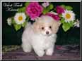 Teacup Poodle