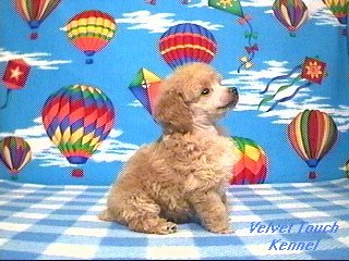 I am Sold to Kevin and Norma