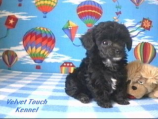 I am Sold to Crickette
