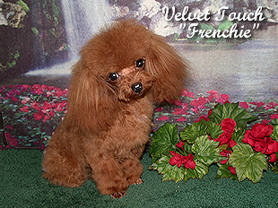 Red Hot French Kiss Tiny Teacup Poodle Picture