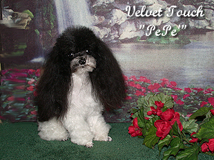 Tiny Teacup Poodle Picture