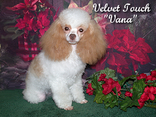 Vanilla Cupcake Tiny Toy Female Poodle